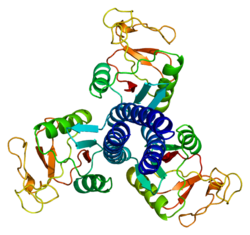 Ақуыз SFTPD PDB 1b08.png