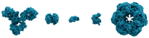 Proteína: Bioquímica, Síntese, Clasificación