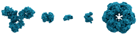 Molecular surface of several proteins showing their comparative sizes. From left to right are: immunoglobulin G (IgG, an antibody), hemoglobin, insulin (a hormone), adenylate kinase (an enzyme), and glutamine synthetase (an enzyme). Protein composite.png