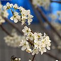 Prunus salicina (Japanese Plum)