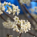 Prunus salicina.jpg