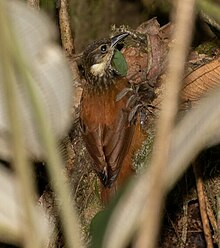 Pseudocolaptes johnsoni Pacific Tuftedcheek; Risaralda, Colombia.jpg