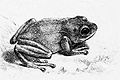 Pseudophilautus chalazodes.jpg