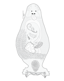 Pseudorhabdosynochus hirundineus (Diplectanidae), drawing of body.png