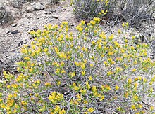 Adult bush in habitat Pteronia paniculata - Koo 2.jpg