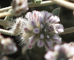 Ptilotus obovatus.jpg