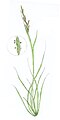 Watercolour of Austral saltmarsh grass, Pucinellia stricta