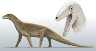 <i>Puercosuchus</i> Extinct genus of reptile