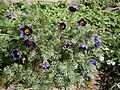 Anemone vulgaris