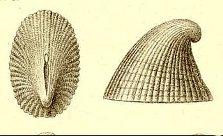 <i>Puncturella spirigera</i> Species of gastropod