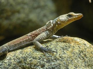 Pungwe flat lizard Species of lizard