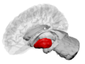 Putamen along with other subcortical structures