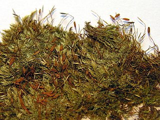 <i>Pylaisia</i> Genus of mosses