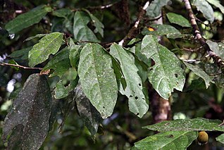 <i>Quararibea aurantiocalyx</i> species of plant