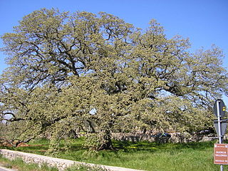 <i>Quercus ithaburensis <span style="font-style:normal;">subsp.</span> macrolepis</i> Species of oak tree