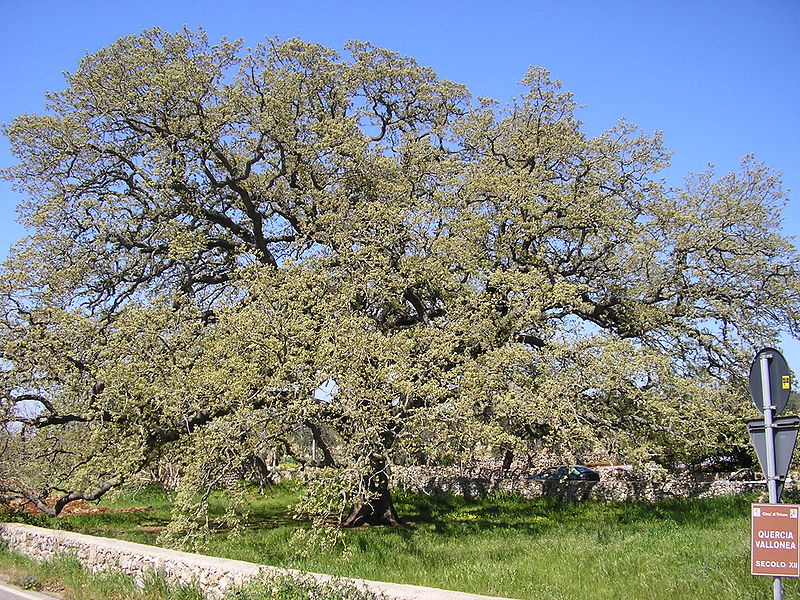 File:Quercia vallonea Tricase 3.JPG