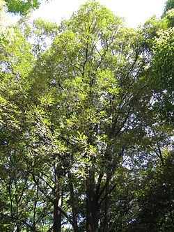 Quercus gilva3.jpg