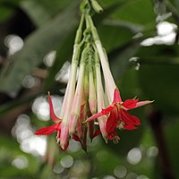 F. corymbiflora, pipettfuchsia