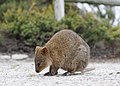 quokka