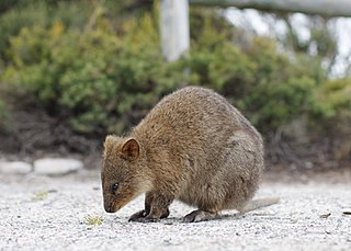 The quokka, also known as the short-tailed scrub wallaby, the only member of the genus Setonix, is a small macropod about the size of a domestic cat. Like other marsupials in the macropod family, the quokka is herbivorous and mainly nocturnal.