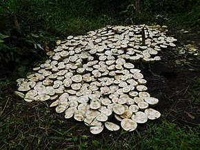 Popis tohoto obrázku, také komentován níže