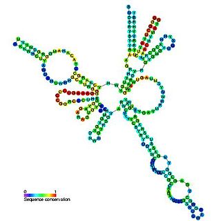 <span class="mw-page-title-main">RNase MRP</span>