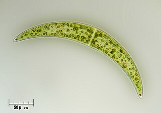 <span class="mw-page-title-main">Closteriaceae</span> Family of algae