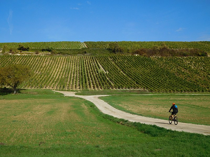 File:Rallye des vignobles 2019, 18, Sancerrois, VTTiste.jpg