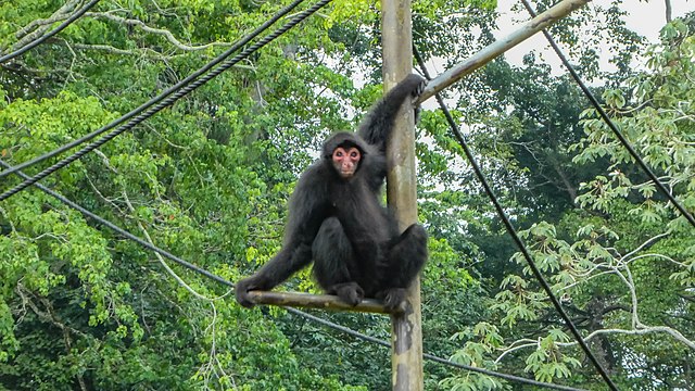 File:Macaco-Aranha (Red-Faced Spider Monkey).jpg - Wikipedia