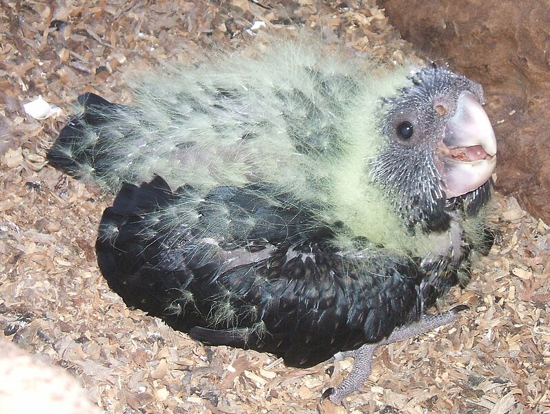 File:RedTailBlackCockatoo5Weeks.jpg