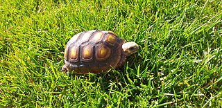 Red-footed tortoise