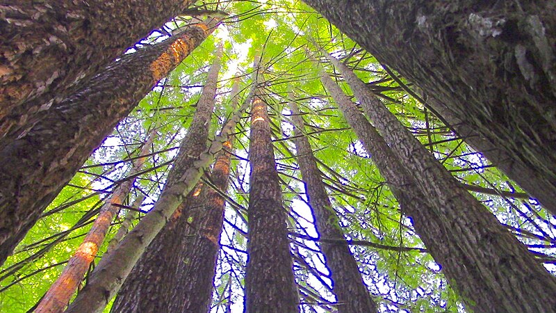 File:Redwood basal regrowth 3.jpg