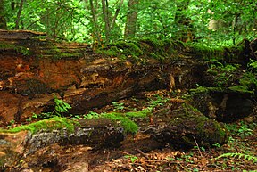 Prozessschutz im Białowieża-Nationalpark