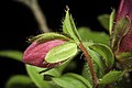 Rhododendron camtschaticum. Plant derived from Kunashir Is..