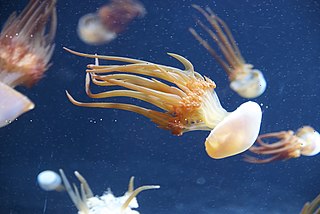 <i>Rhopilema esculentum</i> Species of jellyfish