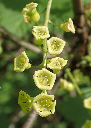 Ribes nigrum kz08.jpg