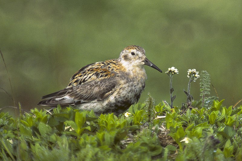 File:Rock Sandpiper - Pribilof - Alaska 0036 (1) (15843212885).jpg