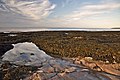 Rockpool and seaweed - Sully Bay - geograph.org.uk - 1480535.jpg