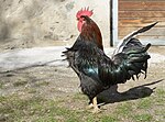 Raza Rooster