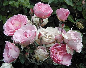 'Mevrouw Nathalie Nypels' Leenders 1919, 'Orléans Rose' × ('Comtesse du Cayla' × R. foetida var. bicolor