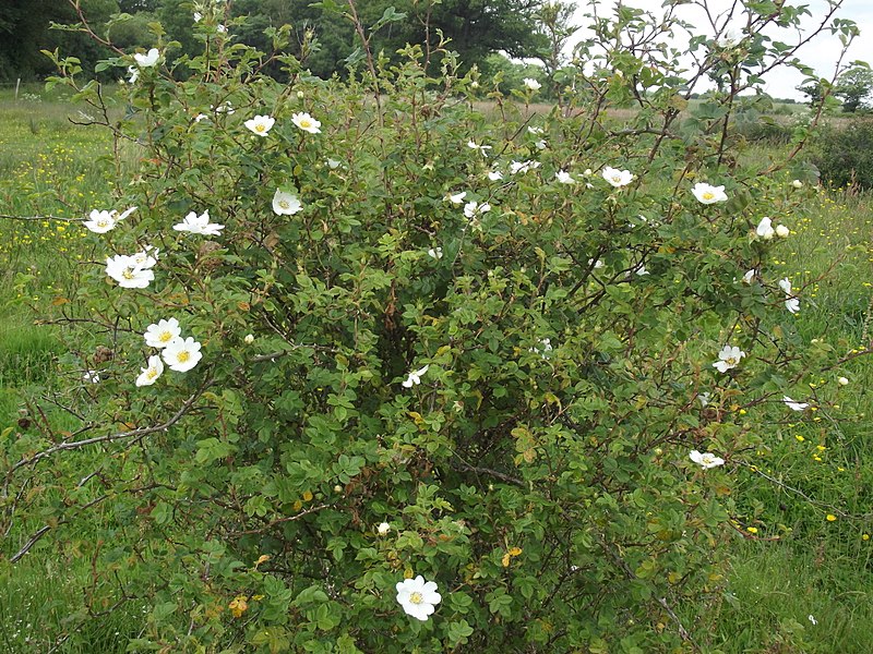 File:Rosa arvensis plant (04).jpg