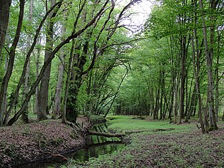 Rose dans la forêt de la ville de Perleberg