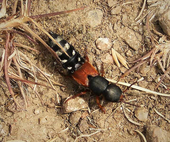 File:Rove Beetle, Platydracus stercorarius. Staphylinidae (29058279887).jpg
