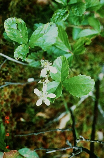 Swamp dewberry