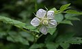 Rubus rosifolius