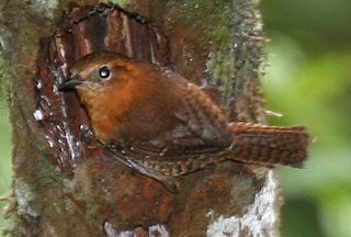 Rufous-browed wren Species of bird