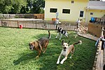 Running in the grass yard@Affectionate Pet Care.JPG