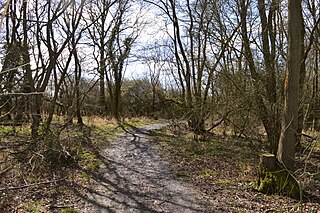 <span class="mw-page-title-main">Rushbeds Wood</span> Nature reserve in Ireland