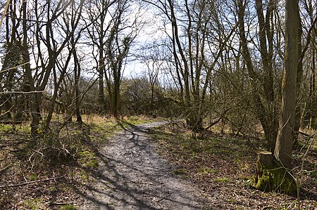 Rushbeds Wood 1