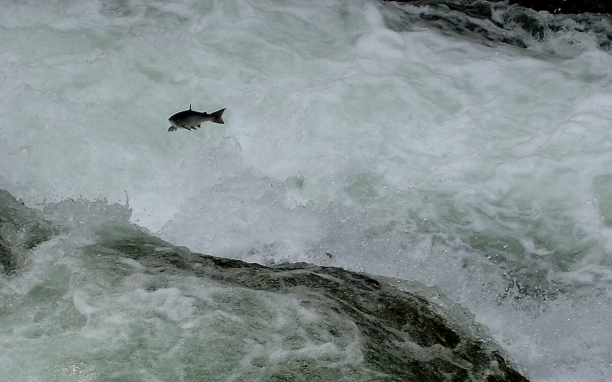 In The Russian River 39